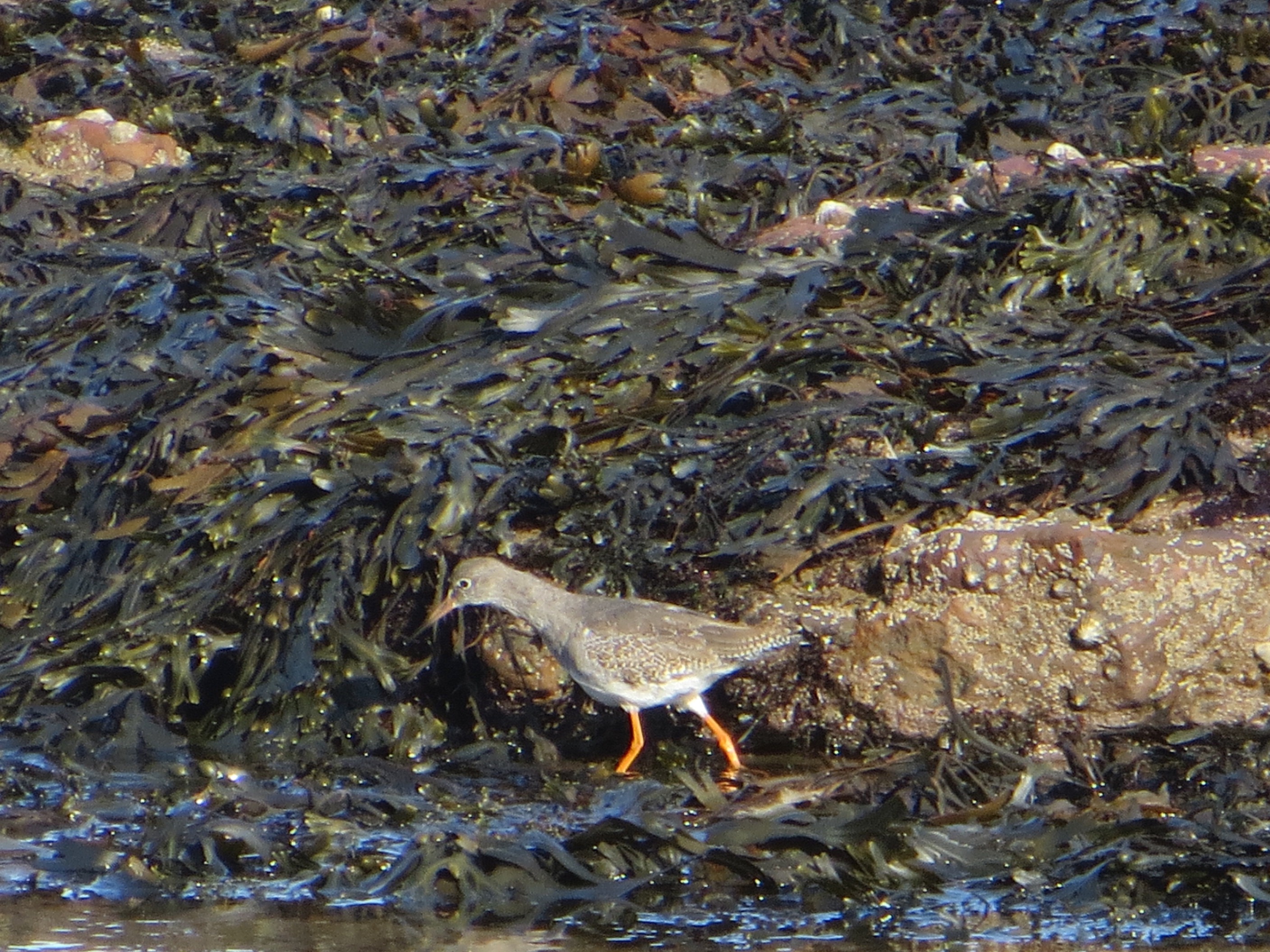 redshank